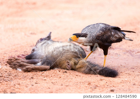 Crested caracara eating a fox in pantanal Crested caracara eating a fox in pantanal 128484590