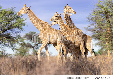 Girafes in kgalagadi transfrontier park 56 Girafes in kgalagadi transfrontier park 56 128484592