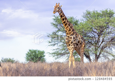Girafes in kgalagadi transfrontier park 57 128484593