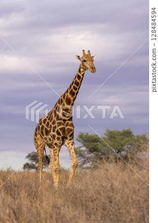 Girafes in kgalagadi transfrontier park 58 Girafes in kgalagadi transfrontier park 58 128484594
