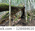 Tree in the mountains Tree in the mountains 128484610