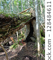 A decaying tree root A decaying tree root 128484611
