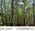 Larch forest Larch forest 128484612