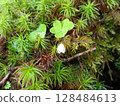 Butterbur sprouts growing on moss Butterbur sprouts growing on moss 128484613