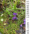 Purple flower Purple flower 128484615