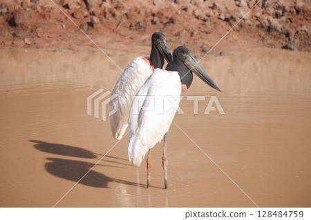 jabiru in pantanal, brazil 128484759