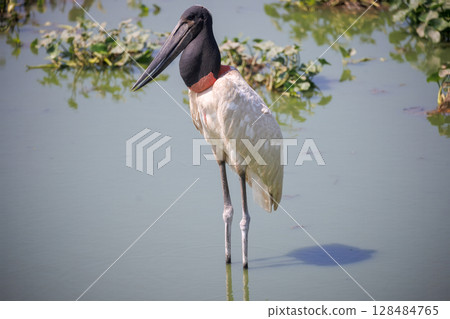 jabiru in pantanal, brazil 128484765
