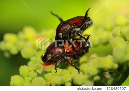 日本甲蟲在硃砂根花上交配 128484807