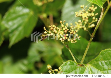 蜜蜂聚集在葡萄花上 128484808