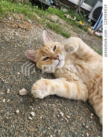 Cat Banzai on the way Cat Banzai on the way 128484814