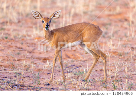 Steenbok in kgalagadi transfrontier park 128484966