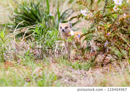 Yellow mongoose in kgalagadi transfrontier park 128484967