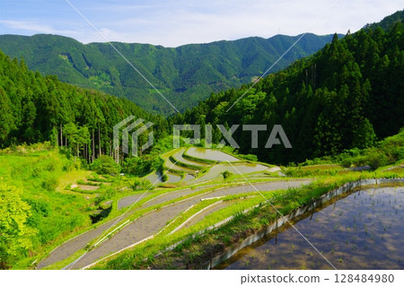 德島縣上勝町橛原的梯田，綿延於陡峭的山坡上。 Ver. 3 128484980
