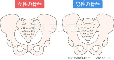 男性和女性骨盆 128484990