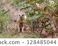 Yellow mongoose in kgalagadi transfrontier park 128485044