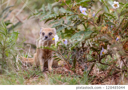 Yellow mongoose in kgalagadi transfrontier park 128485044