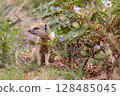 Yellow mongoose in kgalagadi transfrontier park 128485045