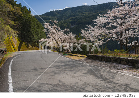 Akiba Dam and Senbonzakura in Hamamatsu City (Shizuoka Prefecture) Akiba Dam and Senbonzakura in Hamamatsu City (Shizuoka Prefecture) 128485052