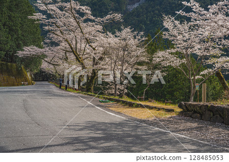 Akiba Dam and Senbonzakura in Hamamatsu City (Shizuoka Prefecture) Akiba Dam and Senbonzakura in Hamamatsu City (Shizuoka Prefecture) 128485053