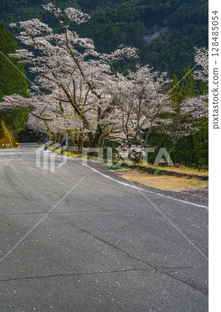 濱松市（靜岡縣）的秋葉水庫和千本櫻 128485054
