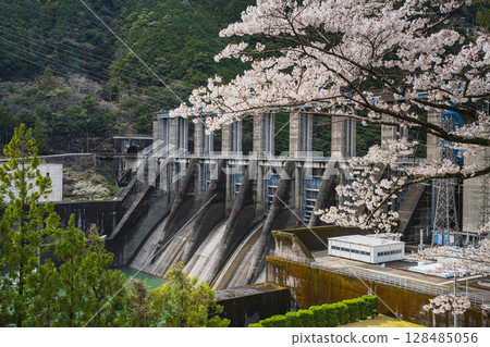 濱松市（靜岡縣）的秋葉水庫和千本櫻 128485056