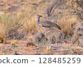 Kori bustard in kgalagadi transfrontier park 128485259