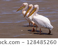 Pelican in walvis bay namibia 128485260