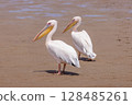 Pelican in walvis bay namibia 128485261