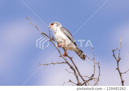 pigmi falcon in kgalagadi transfrontier park 128485262