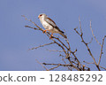 pigmi falcon in kgalagadi transfrontier park 128485292