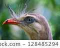 red-legged seriema in brazil 128485294