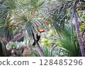 Toucan at iguazu national Park 128485296