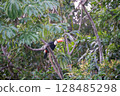 Toucan at iguazu national Park 128485298