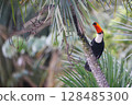 Toucan at iguazu national Park 128485300
