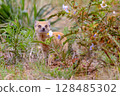 Yellow mongoose in kgalagadi transfrontier park 128485302