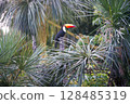 Toucan at iguazu national Park 128485319