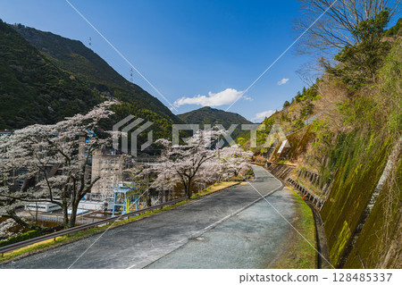Akiba Dam and Senbonzakura in Hamamatsu City (Shizuoka Prefecture) Akiba Dam and Senbonzakura in Hamamatsu City (Shizuoka Prefecture) 128485337
