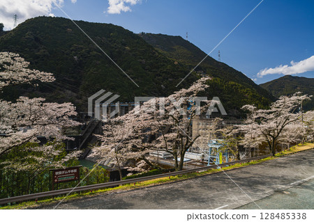 Akiba Dam and Senbonzakura in Hamamatsu City (Shizuoka Prefecture) Akiba Dam and Senbonzakura in Hamamatsu City (Shizuoka Prefecture) 128485338