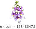 Transparent Angelonia angustifolia Bloom PNG No Background. 128486478