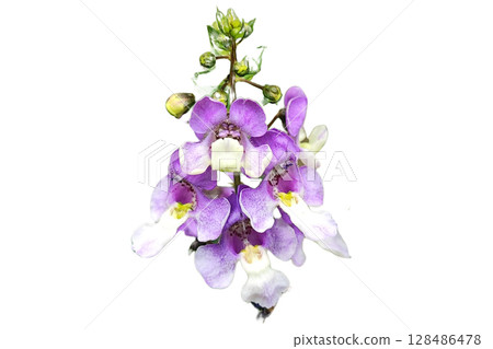 Transparent Angelonia angustifolia Bloom PNG No Background. 128486478
