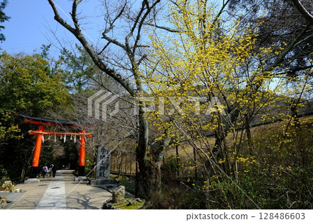 Ujikami Shrine in Spring Ujikami Shrine in Spring 128486603