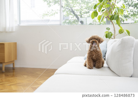 玩具獅子狗坐沙發 玩具獅子狗坐沙發 128486873