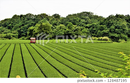 Summer tea field and red tractor 128487195
