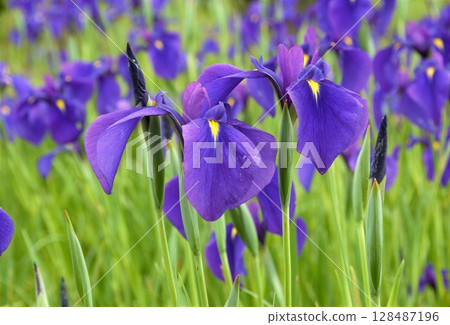 Beautiful Iris Flowers of Saigū 128487196