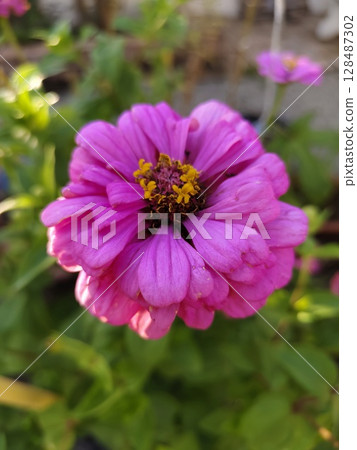 flower in the garden flower in the garden 128487302