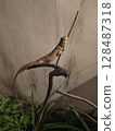lizard on the tree 128487318