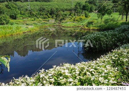 Flowering irises at Nozori Pond, Nakanojo Gardens 128487451