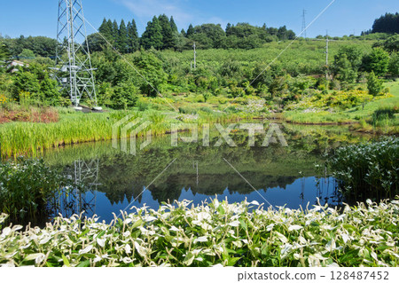 Flowering irises at Nozori Pond, Nakanojo Gardens 128487452