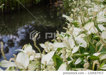 Flowering irises at Nozori Pond, Nakanojo Gardens 128487457