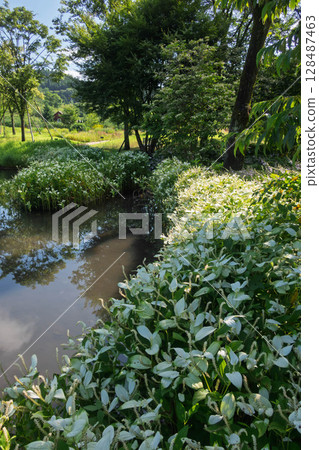 Flowering irises at Nozori Pond, Nakanojo Gardens 128487463